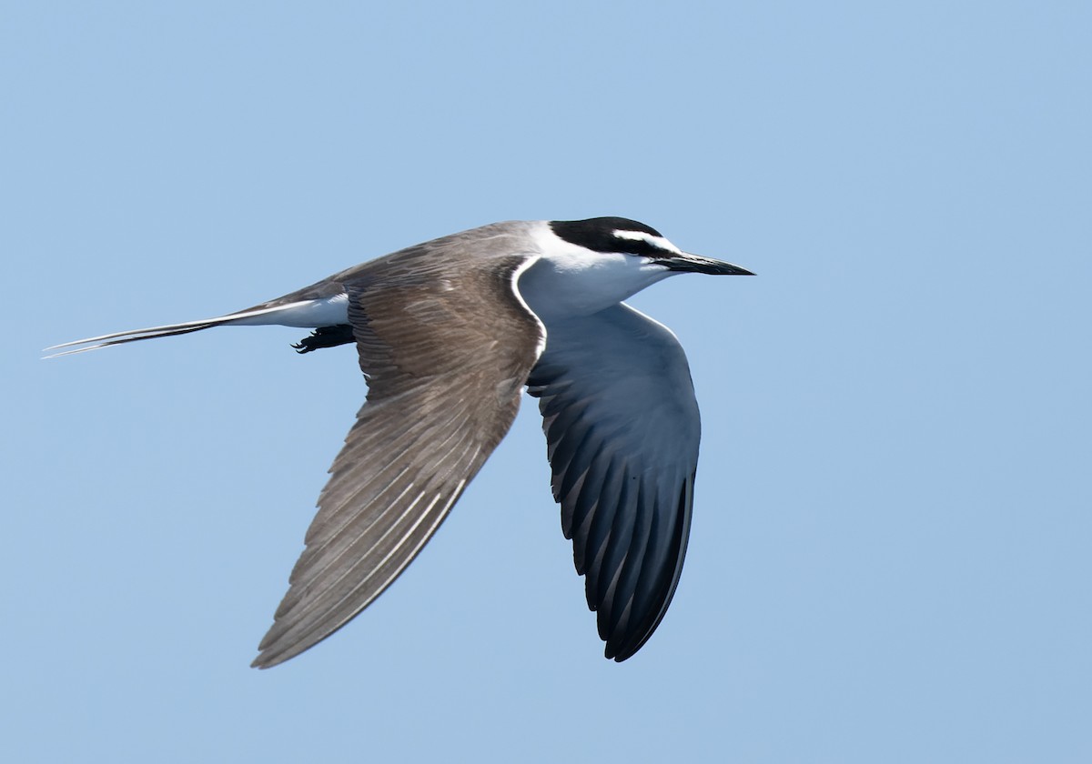 Bridled Tern - ML566096251