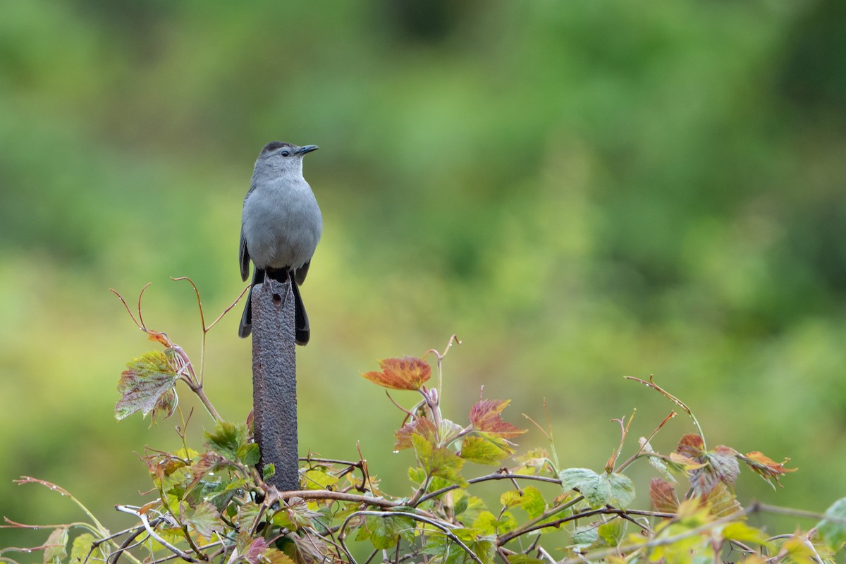 Gray Catbird - ML566097741