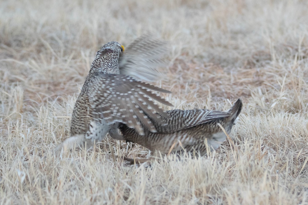 Sharp-tailed Grouse - ML566098001