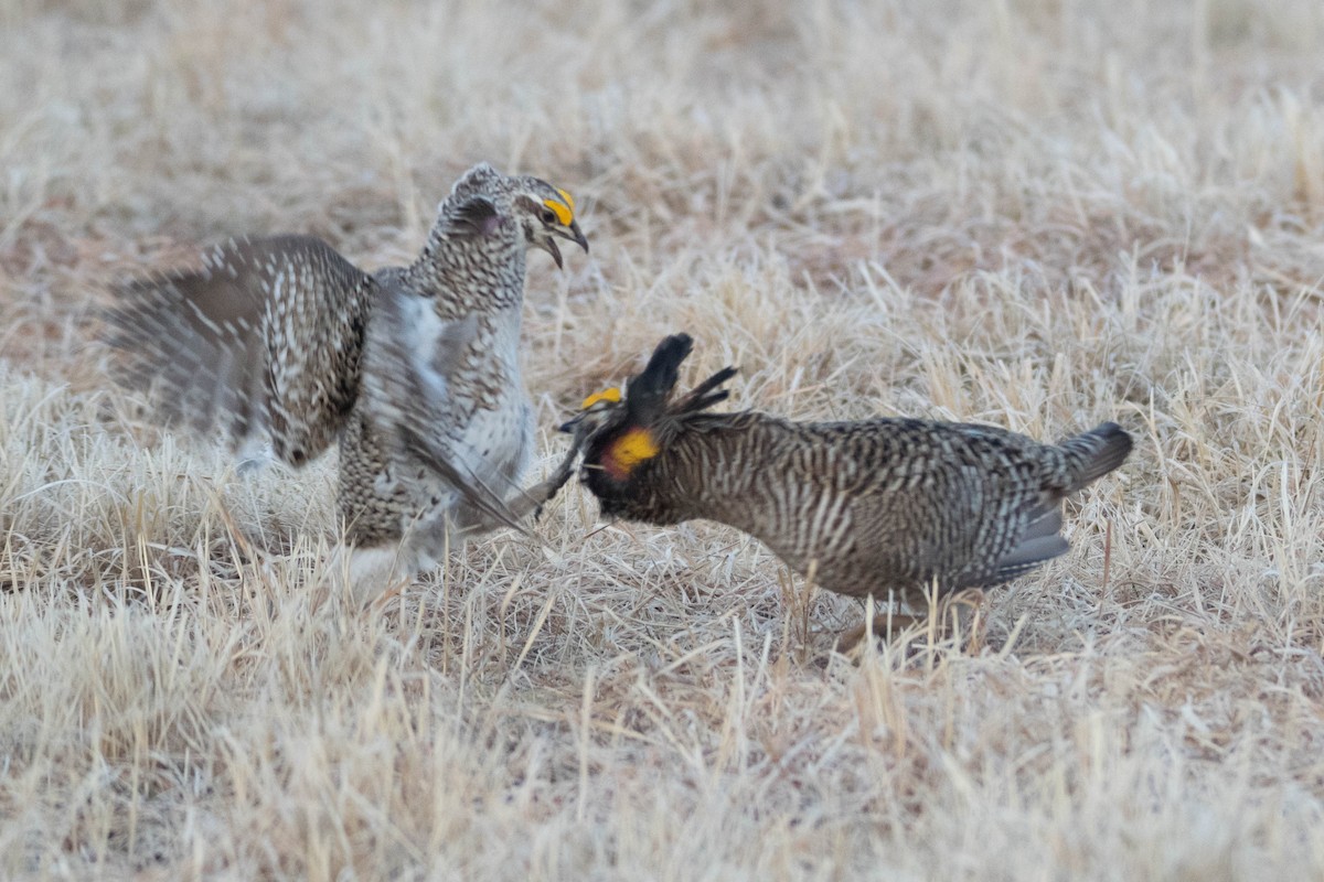 Sharp-tailed Grouse - ML566098011