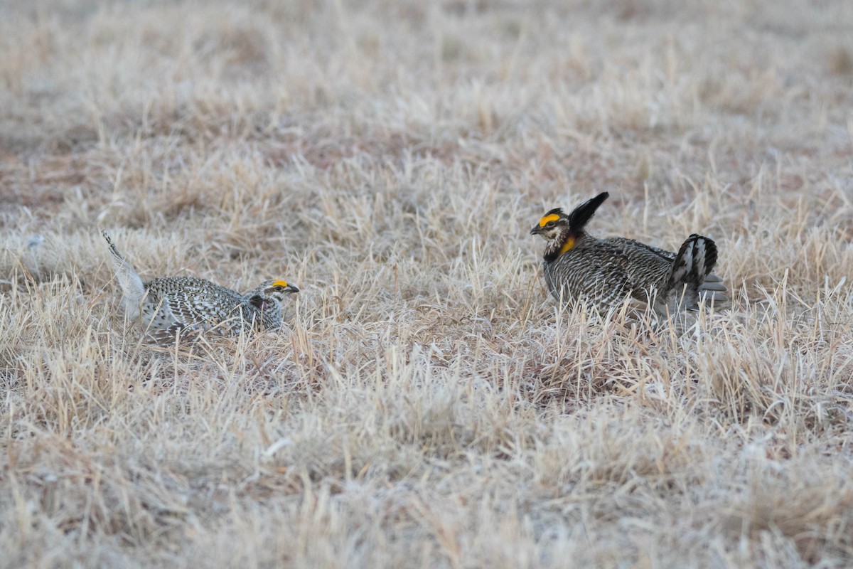 Sharp-tailed Grouse - ML566098021