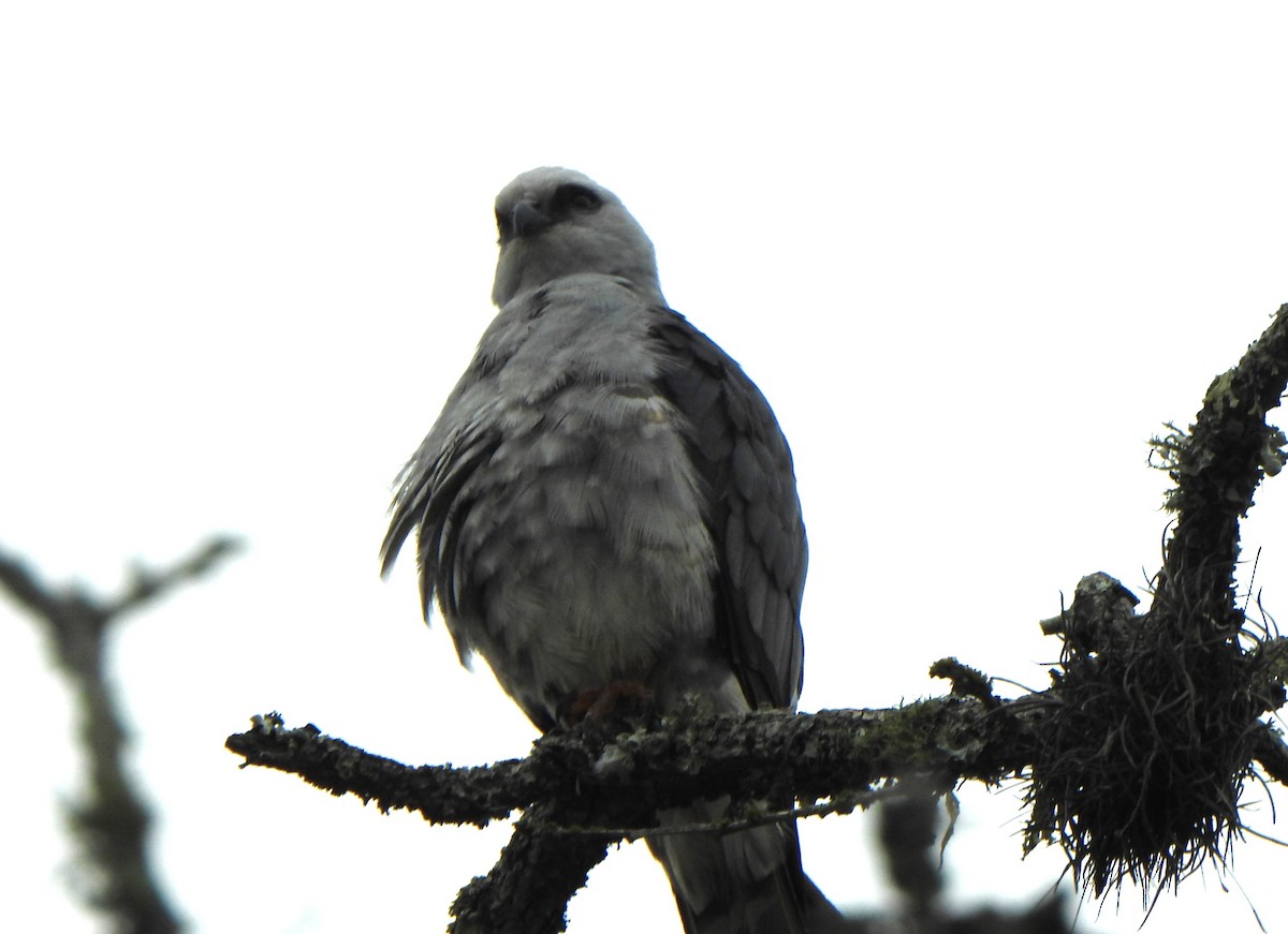 Mississippi Kite - ML566099061