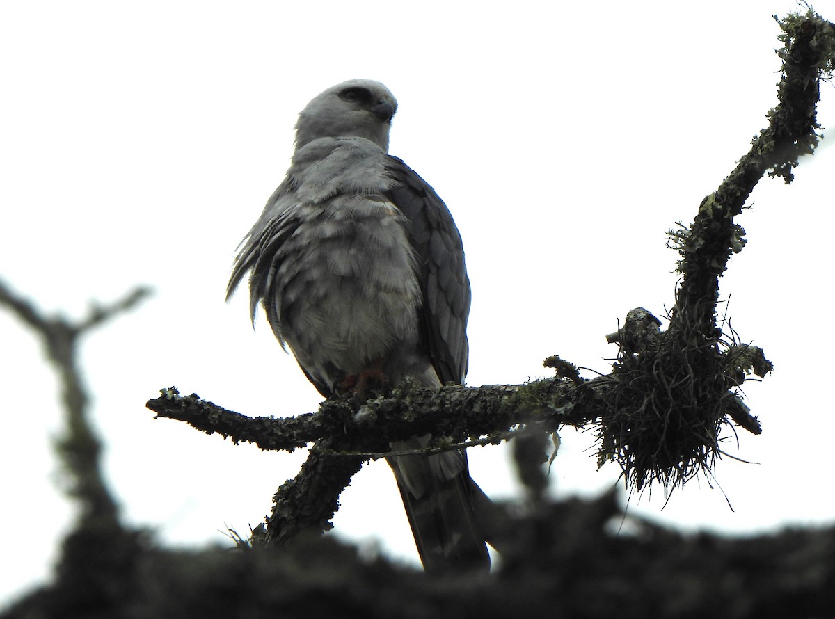 Mississippi Kite - ML566099071