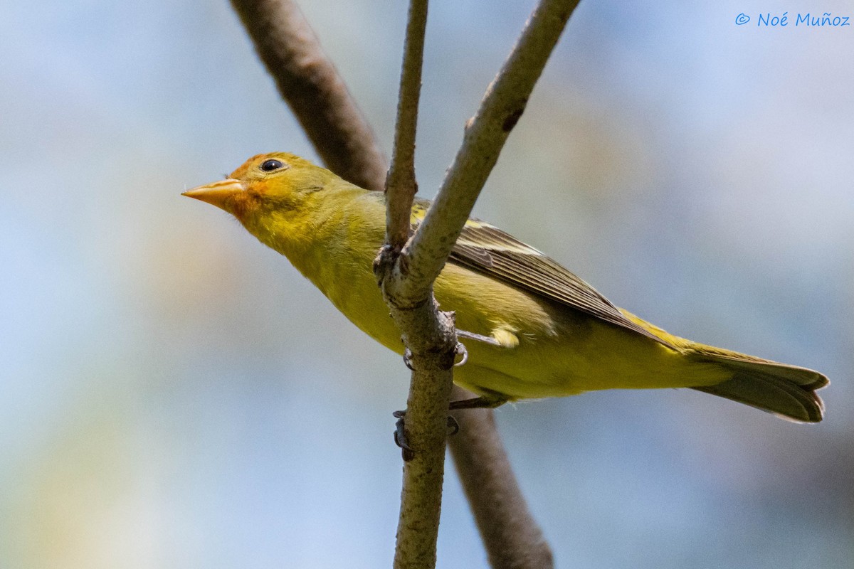 Western Tanager - ML566100271