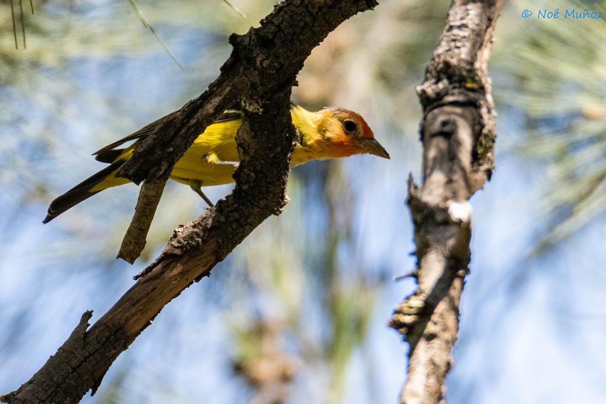 Western Tanager - ML566100281