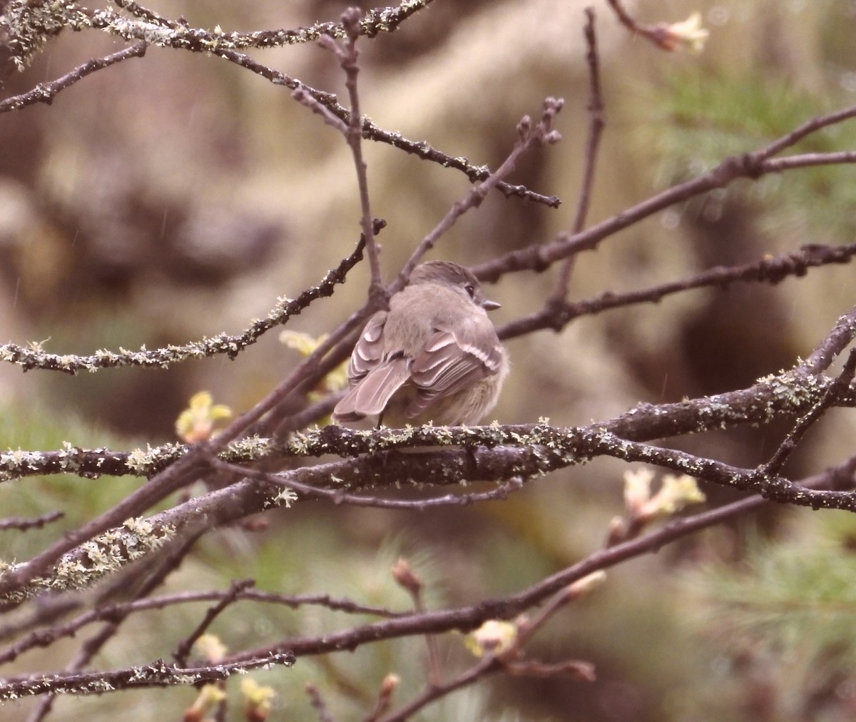 Dusky Flycatcher - ML566100821