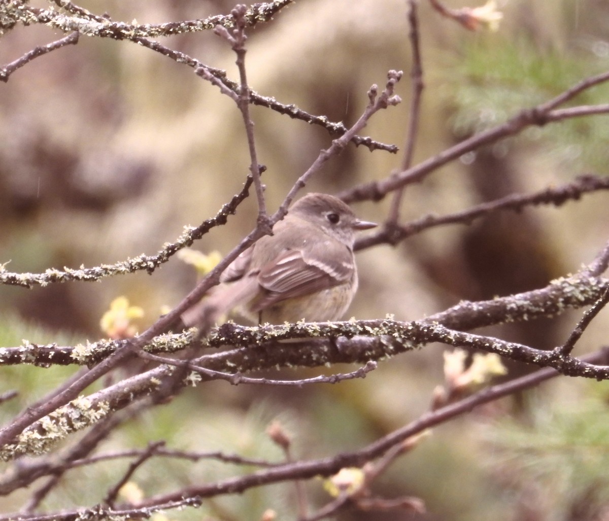 Dusky Flycatcher - ML566100831
