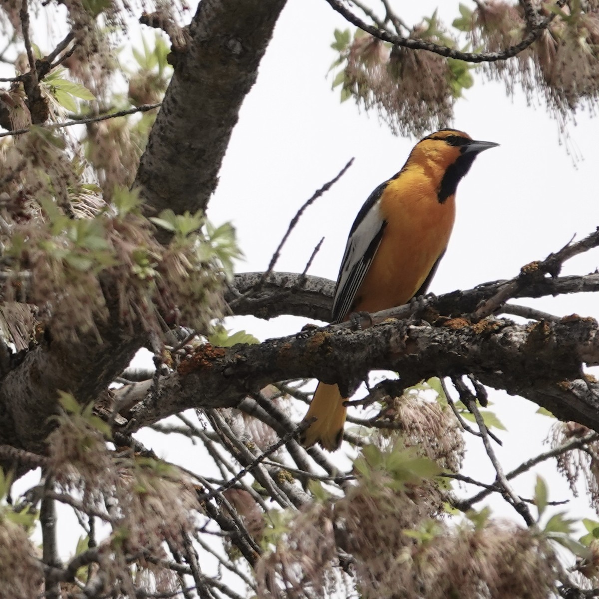 Oriole de Bullock - ML566102411