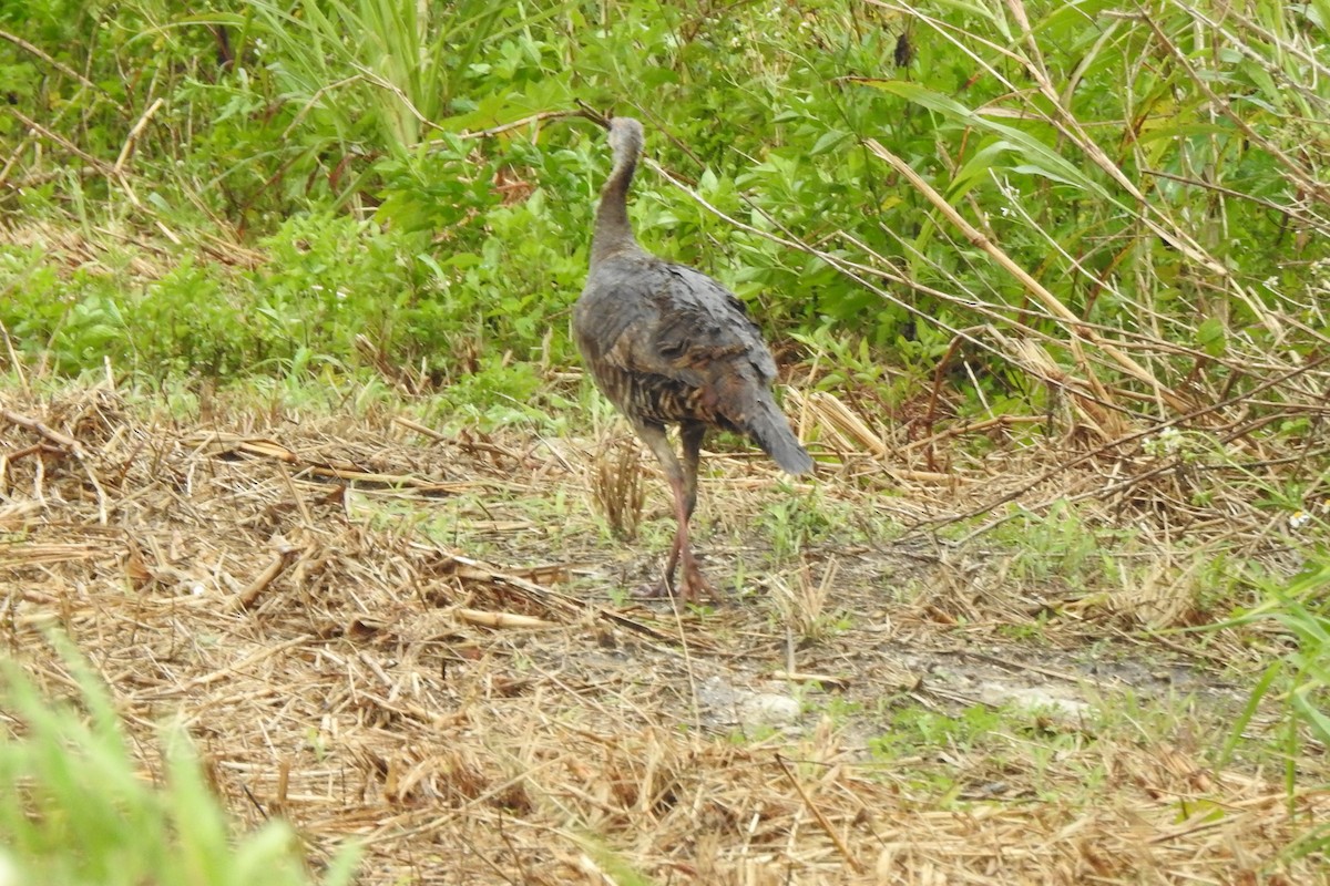 Wild Turkey - ML566102511