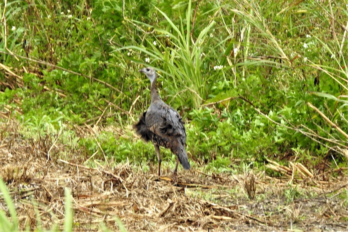 Wild Turkey - ML566102521