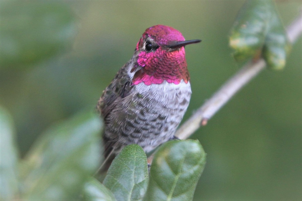 Anna's Hummingbird - ML566102841