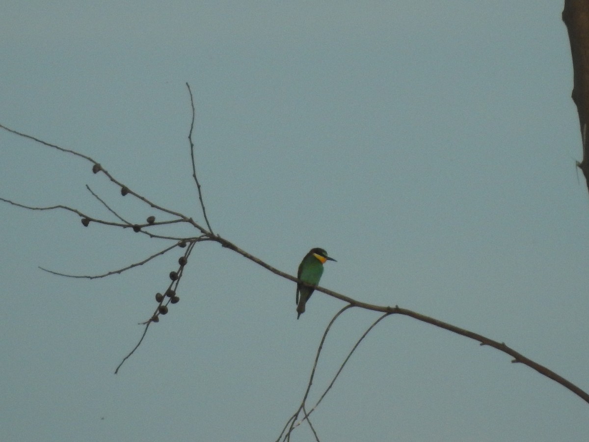 European Bee-eater - ML566103701