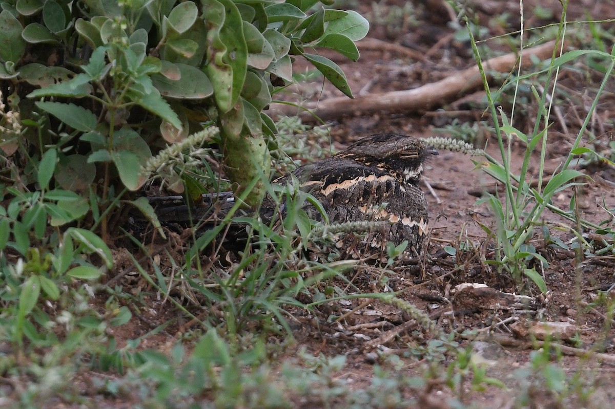 Sombre Nightjar - ML566103931