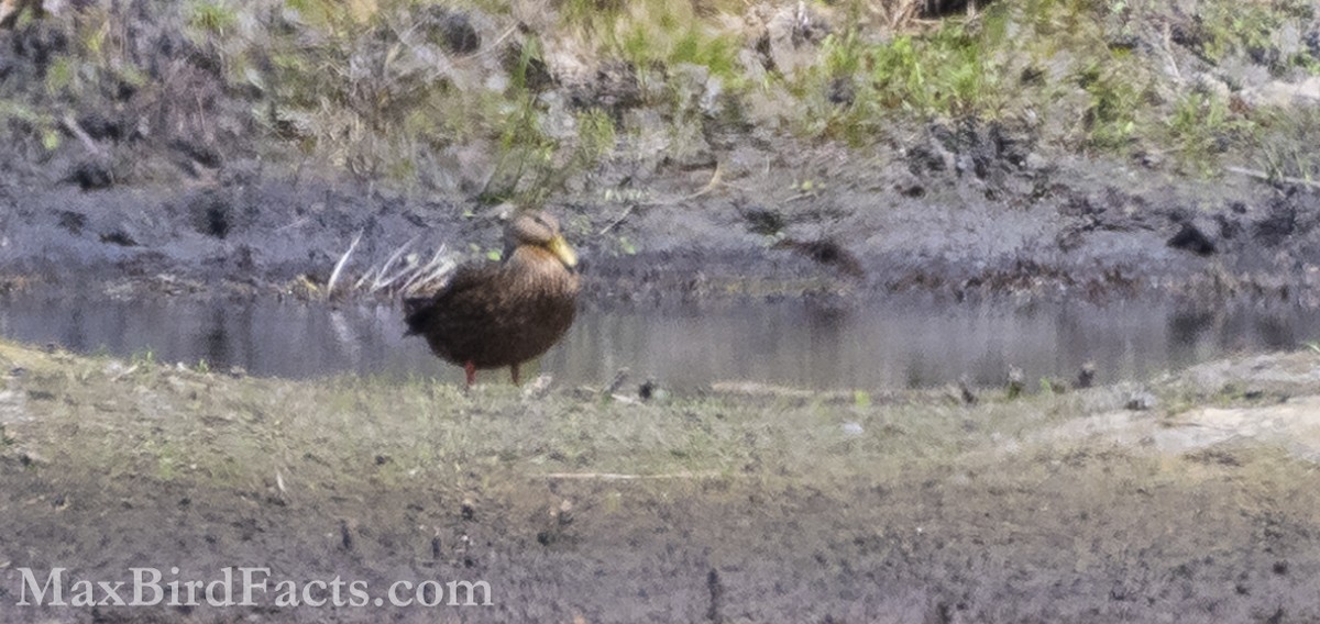 Mottled Duck - Maxfield Weakley