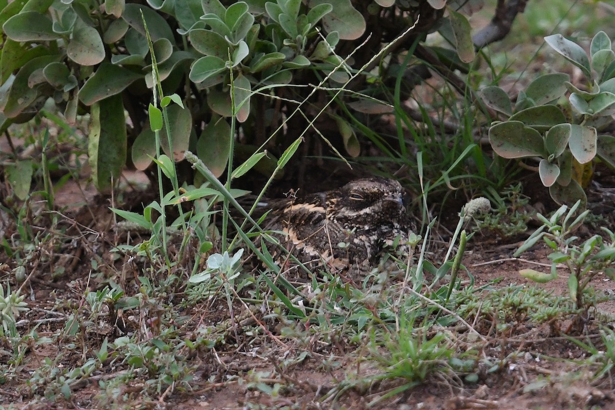 Sombre Nightjar - Andreas Deissner