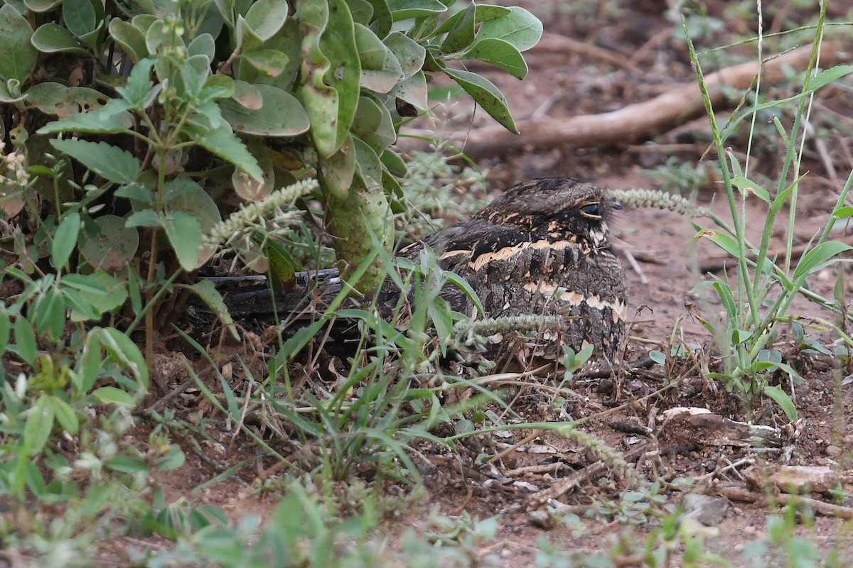 Sombre Nightjar - Andreas Deissner