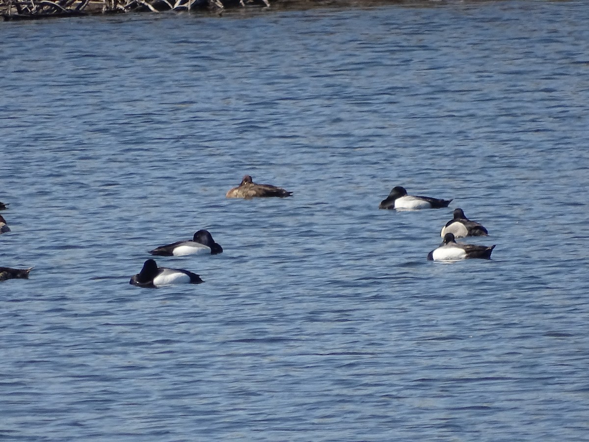 Greater Scaup - ML566104121