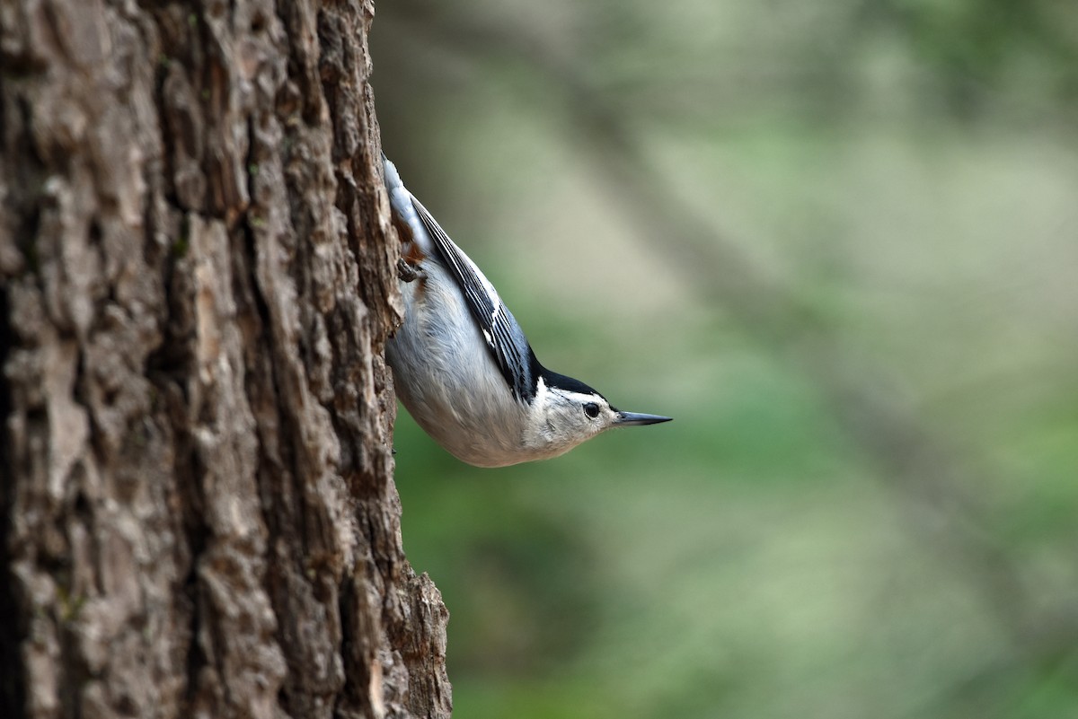 White-breasted Nuthatch - Norma Van Alstine