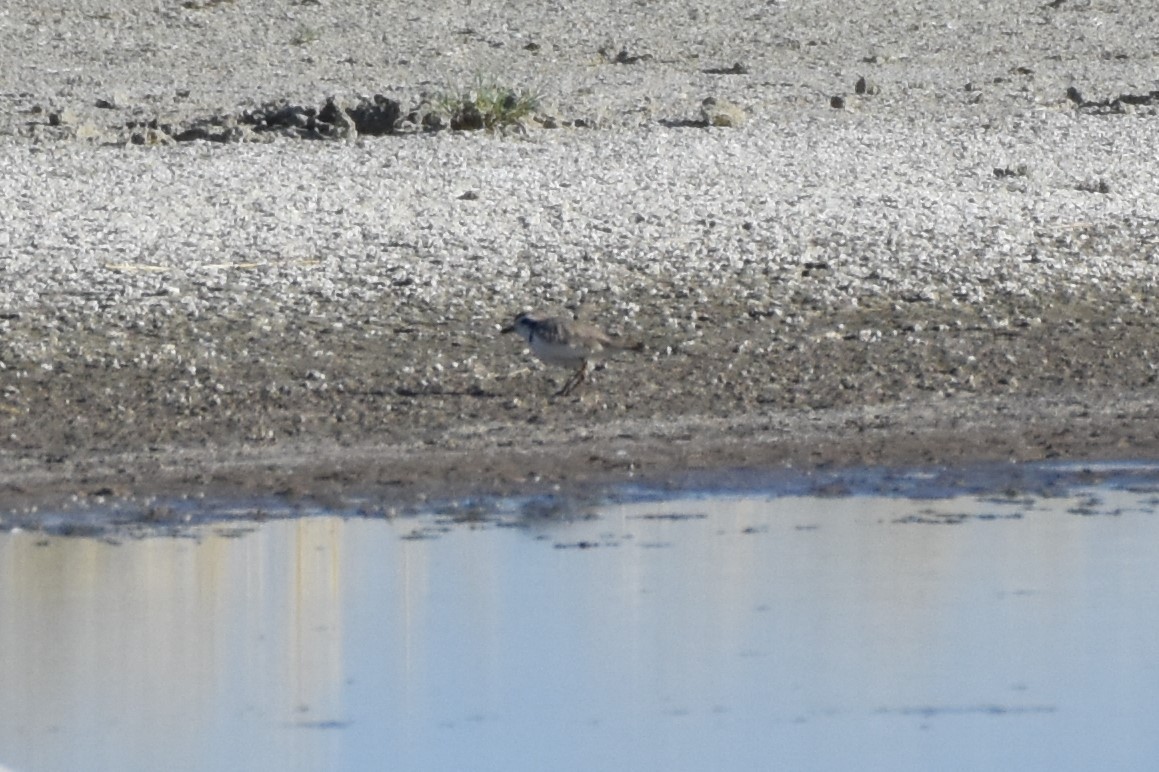 Snowy Plover - Chris Rohrer