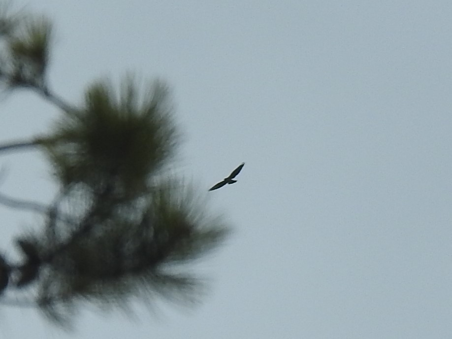 Swainson's Hawk - ML566106921