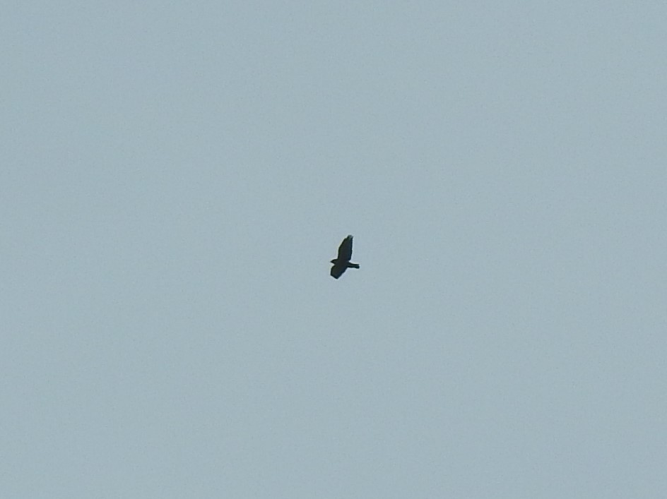 Swainson's Hawk - ML566106931