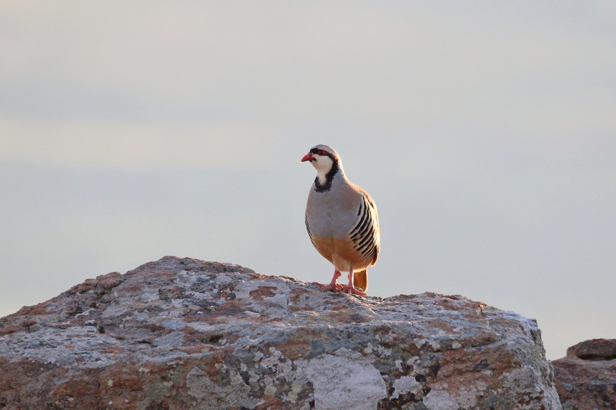 Chukar - ML566106981