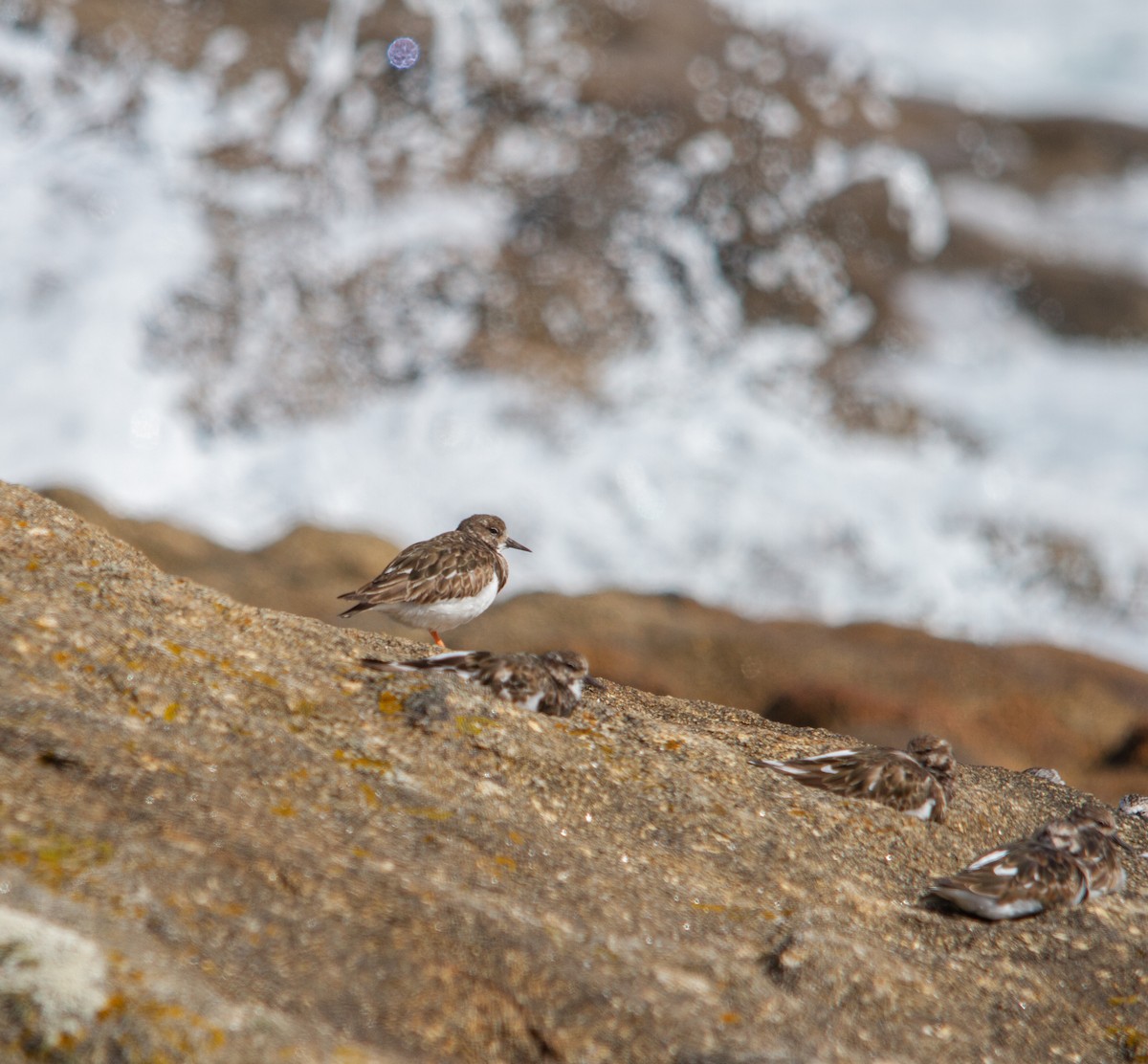 Ruddy Turnstone - Nacho Sánchez