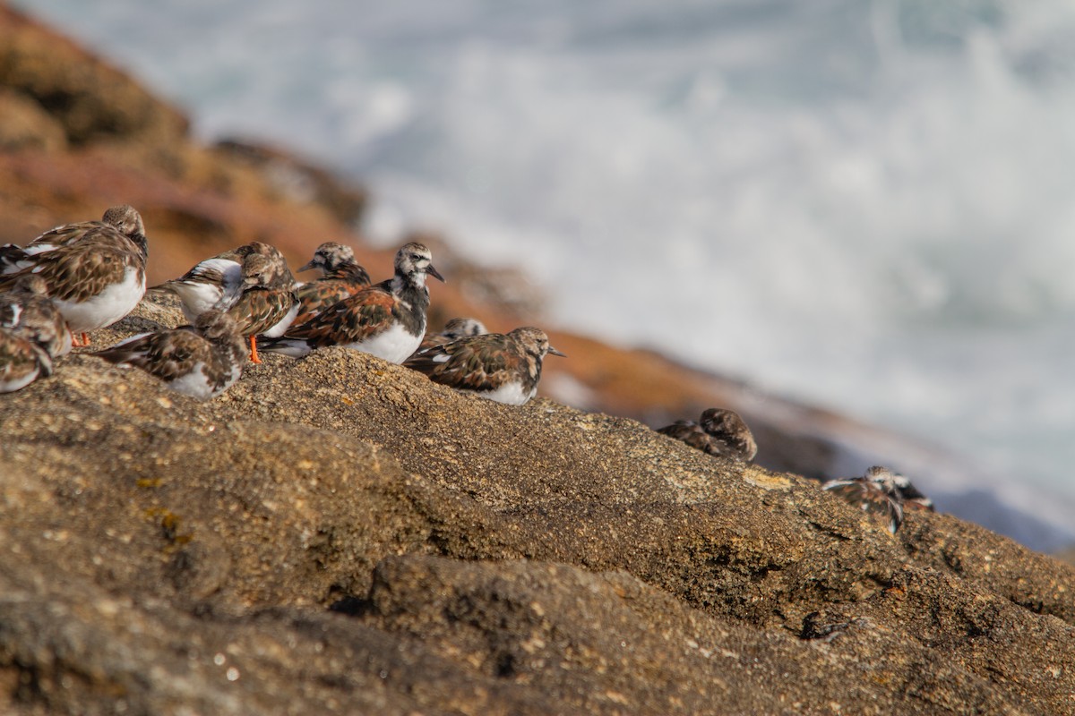 Ruddy Turnstone - Nacho Sánchez