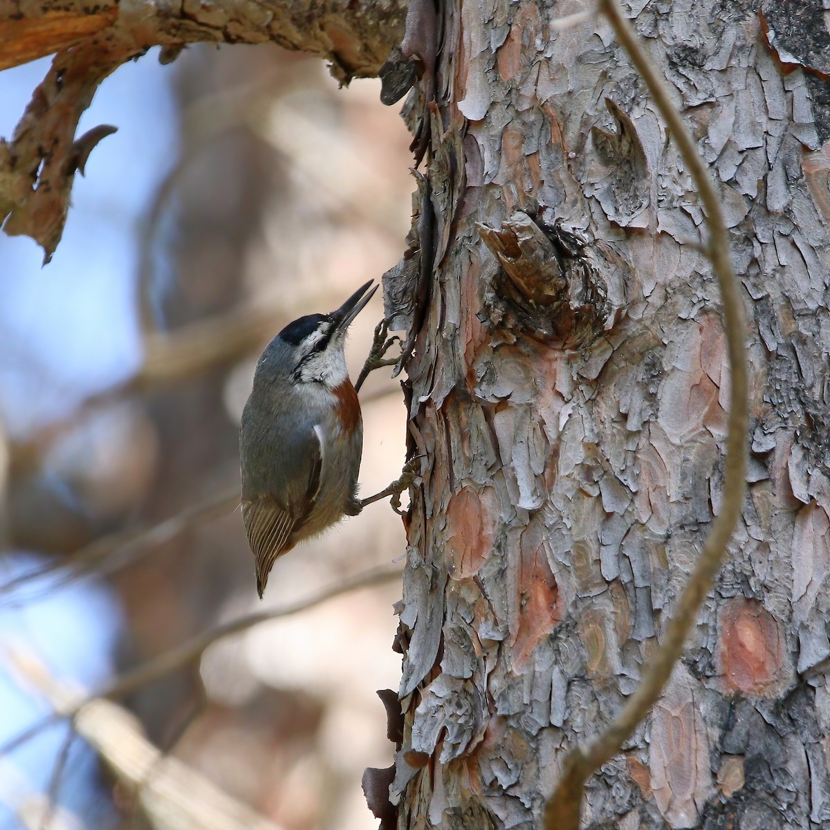 Krüper's Nuthatch - ML566107361