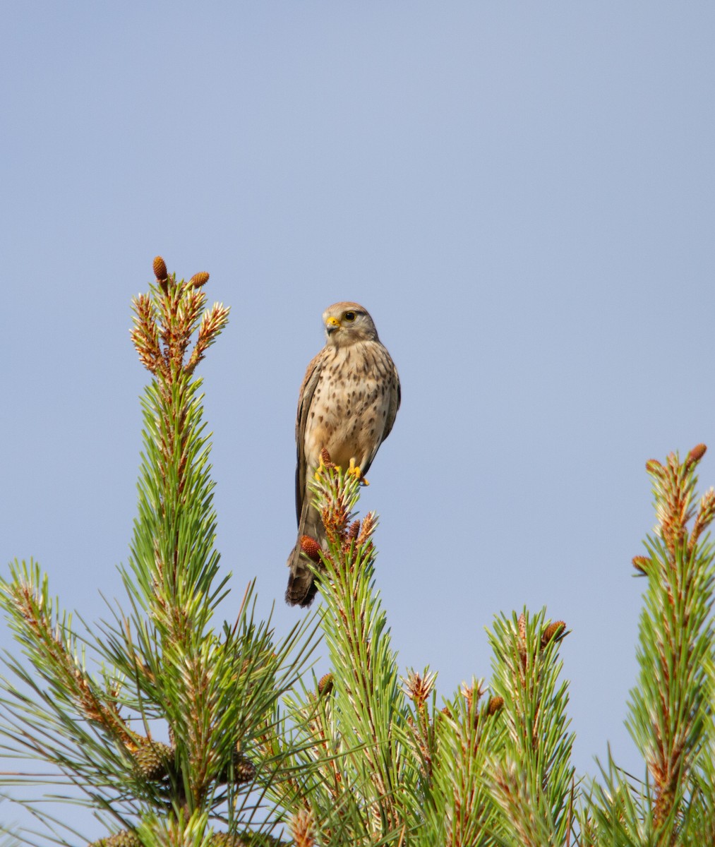 Eurasian Kestrel - Nacho Sánchez