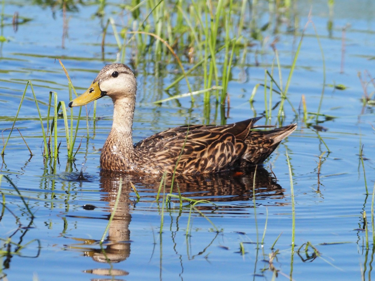 Mottled Duck - ML566107671