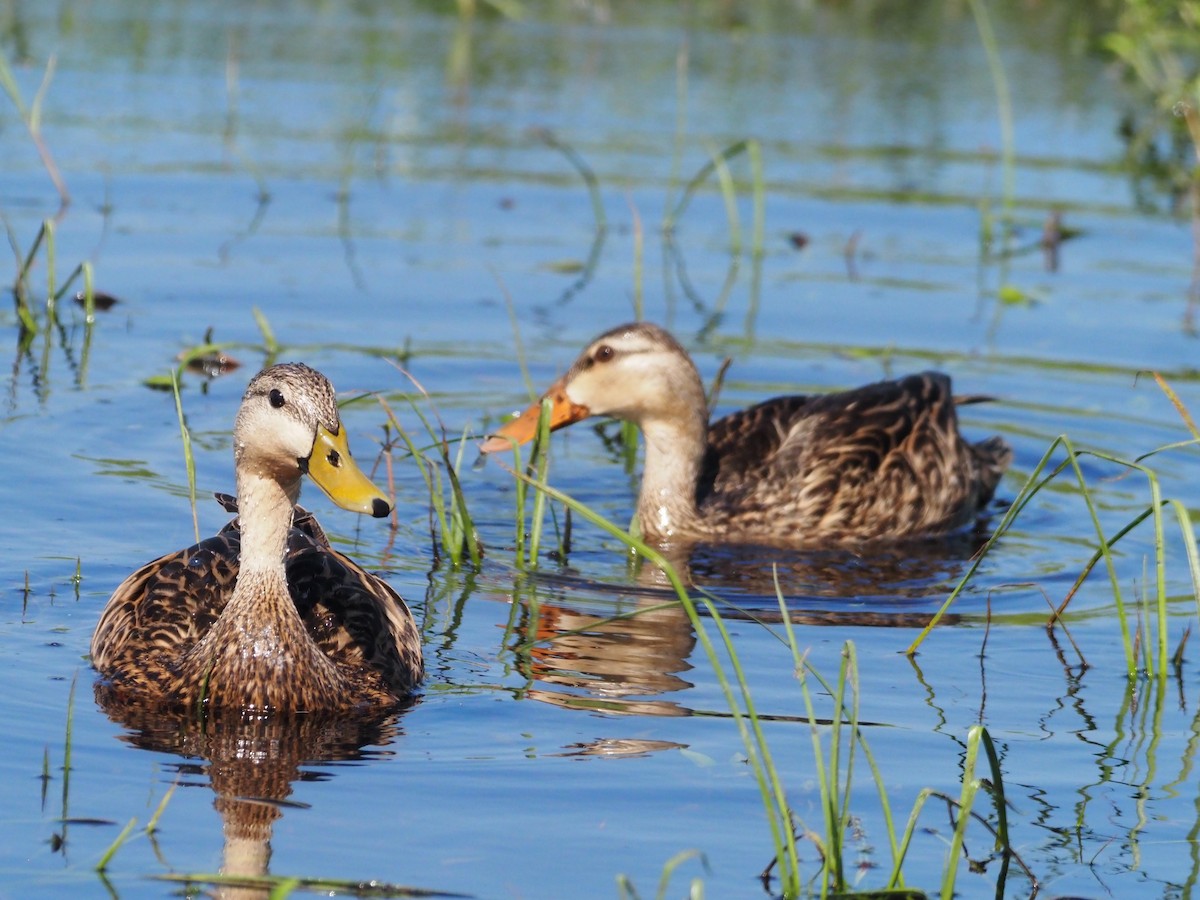 Mottled Duck - ML566107721