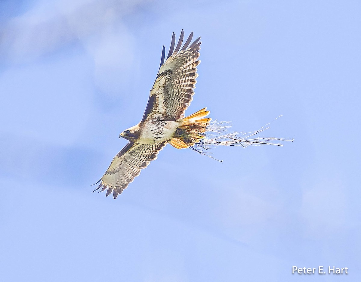 Red-tailed Hawk - ML566109251