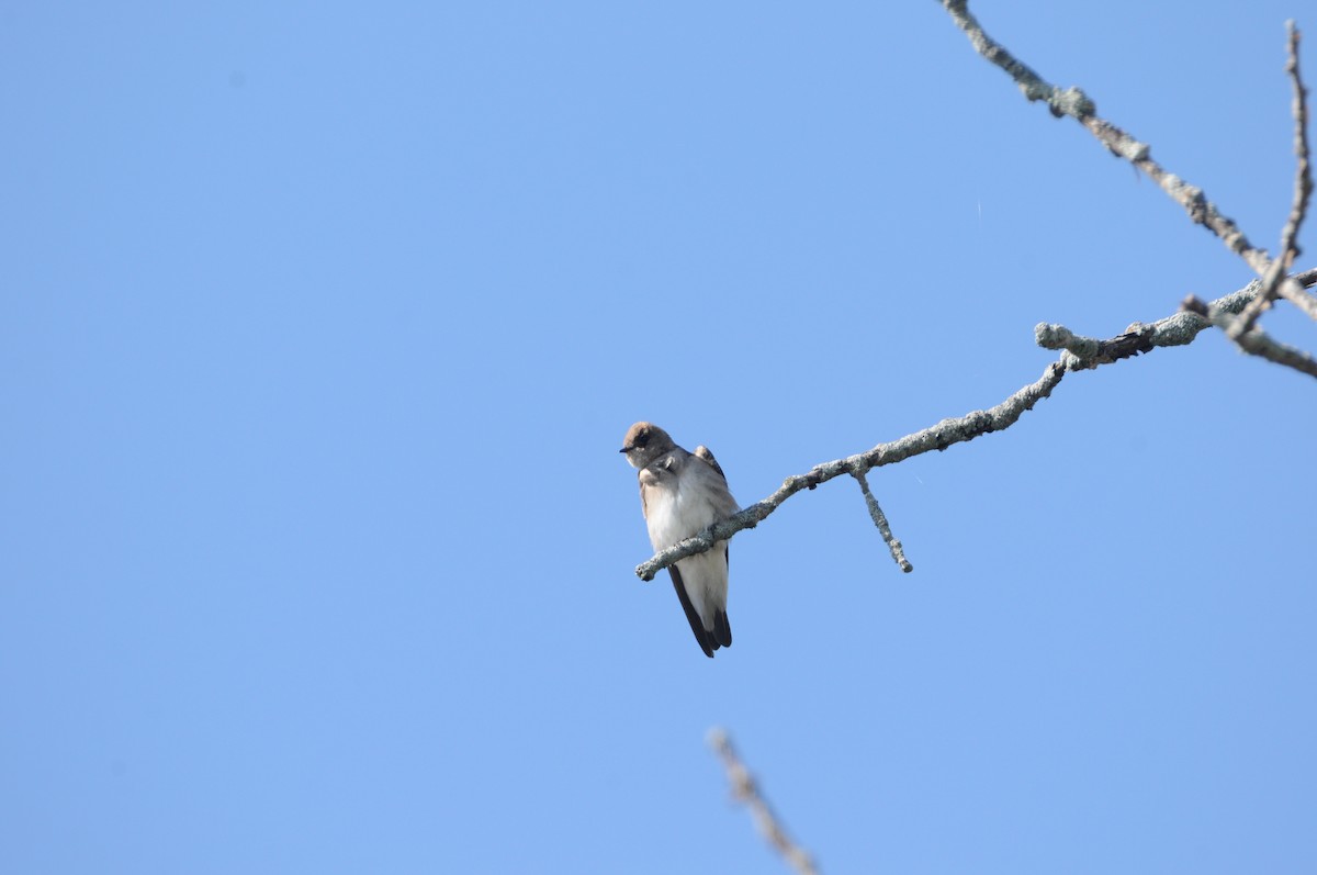 Hirondelle à ailes hérissées - ML56611091