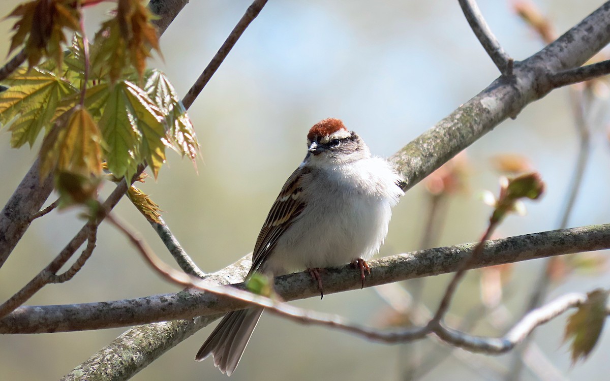 Chipping Sparrow - ML566111511