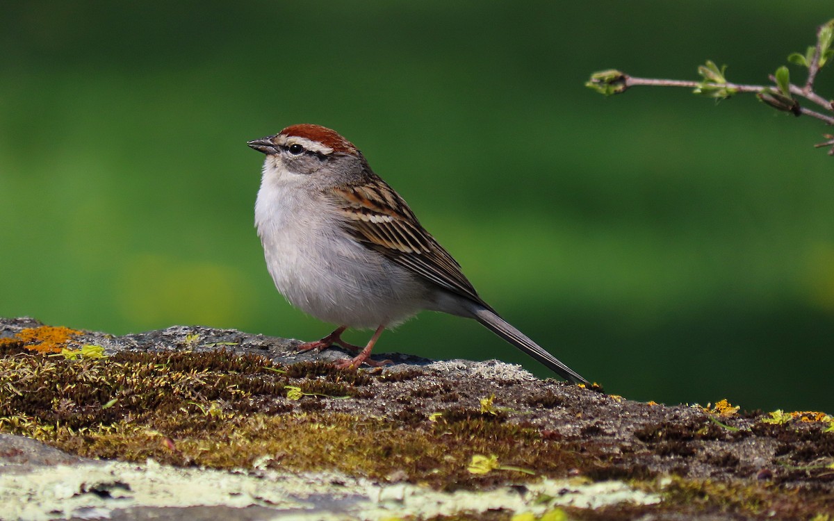Chipping Sparrow - ML566111521