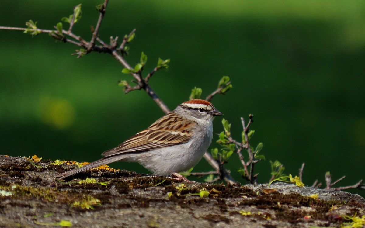 Chipping Sparrow - Jim O'Neill