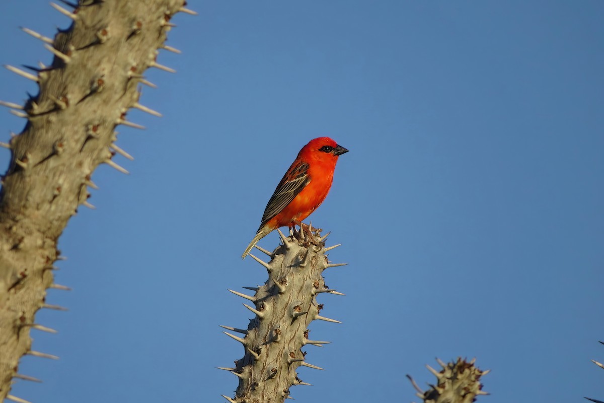 Red Fody - ML566113041