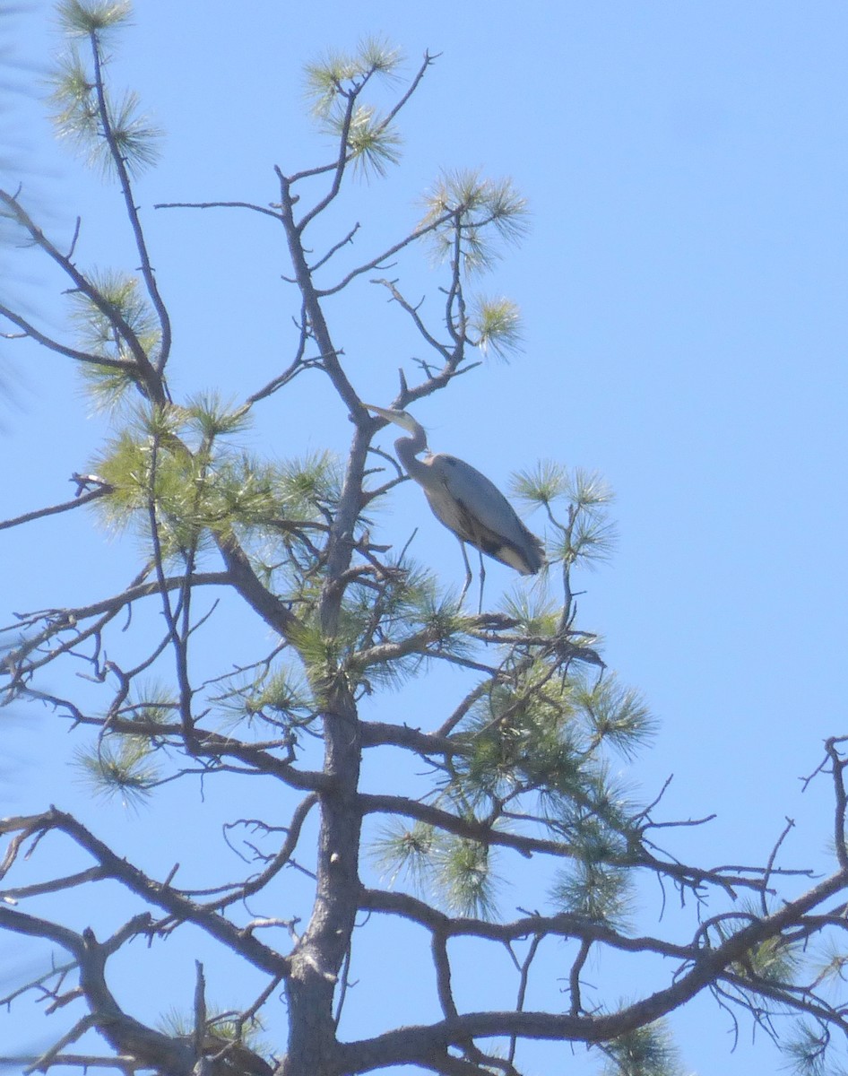 Great Blue Heron - ML566113771