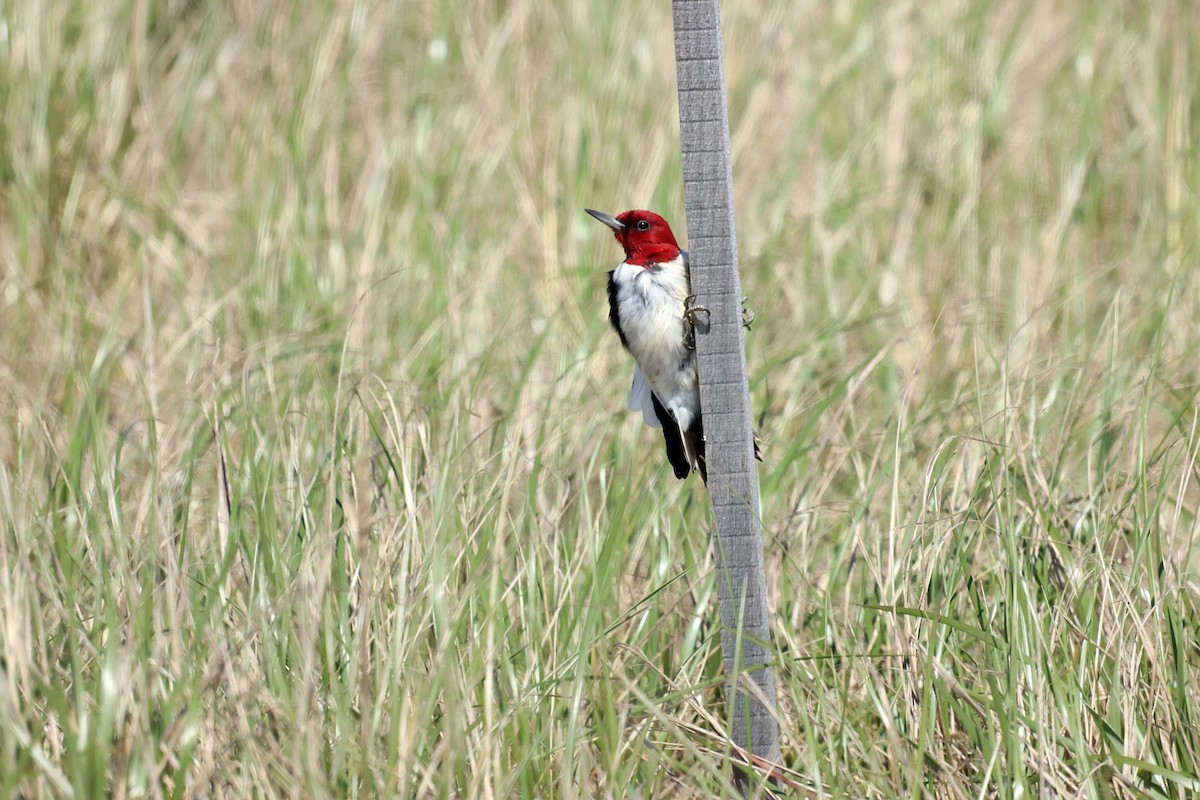 Red-headed Woodpecker - ML566114161