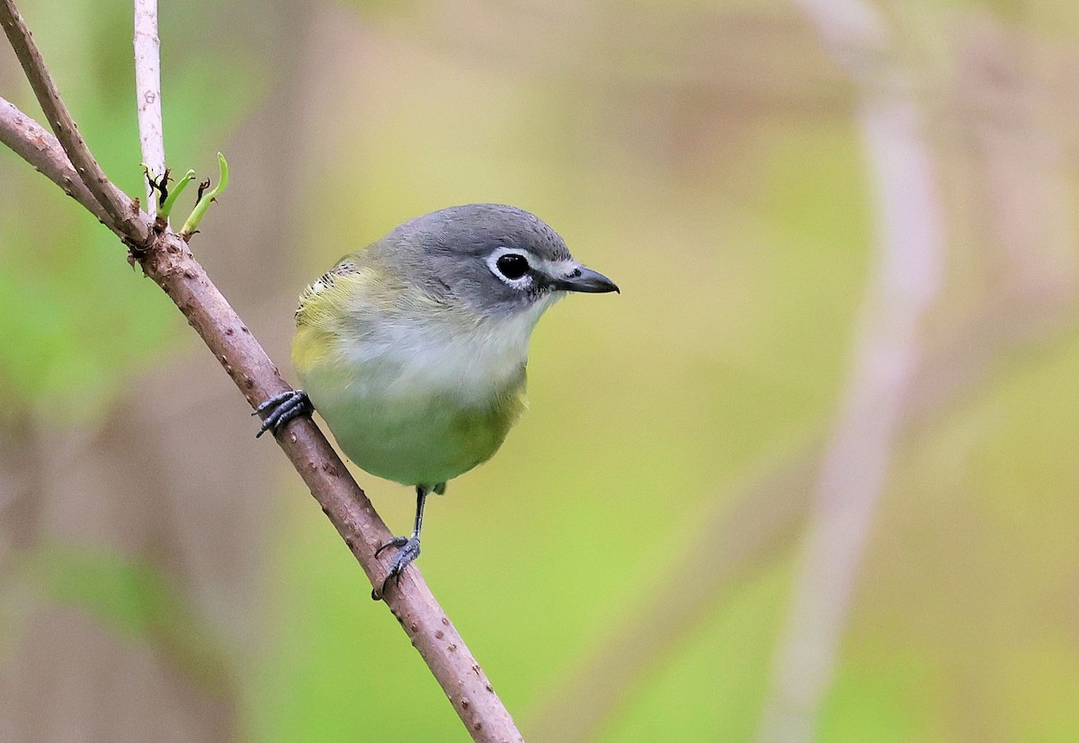 Mavi Başlı Vireo - ML566114291