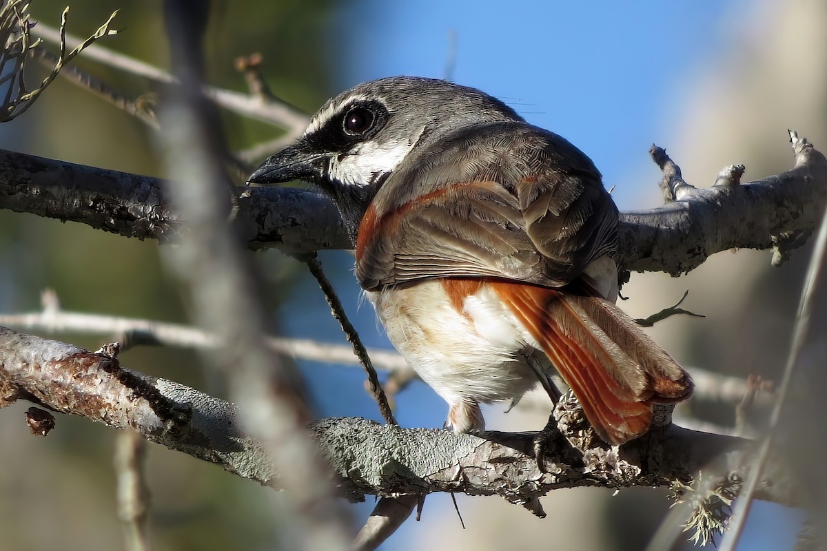 Red-tailed Vanga - Jörg Hanoldt