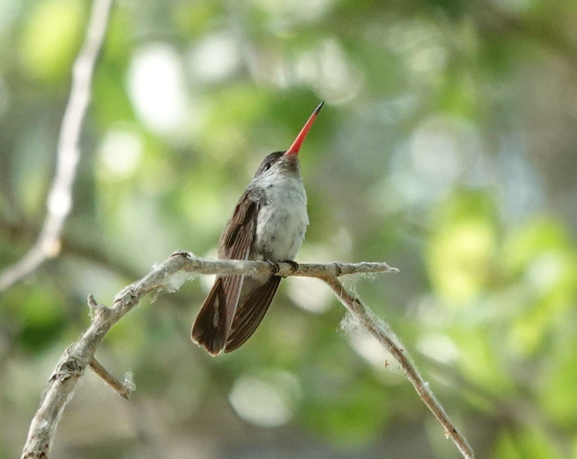 Violet-crowned Hummingbird - ML566116611