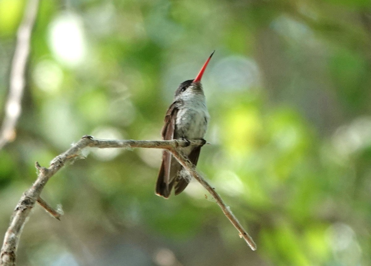 Violet-crowned Hummingbird - ML566116621