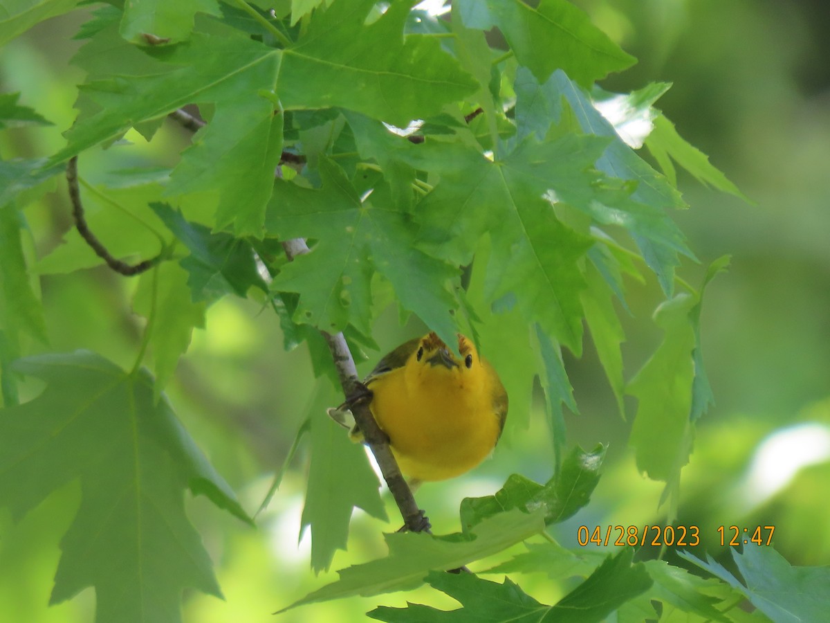 Prothonotary Warbler - ML566117221