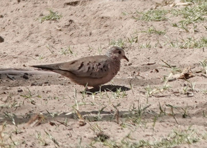 Common Ground Dove - ML566117301