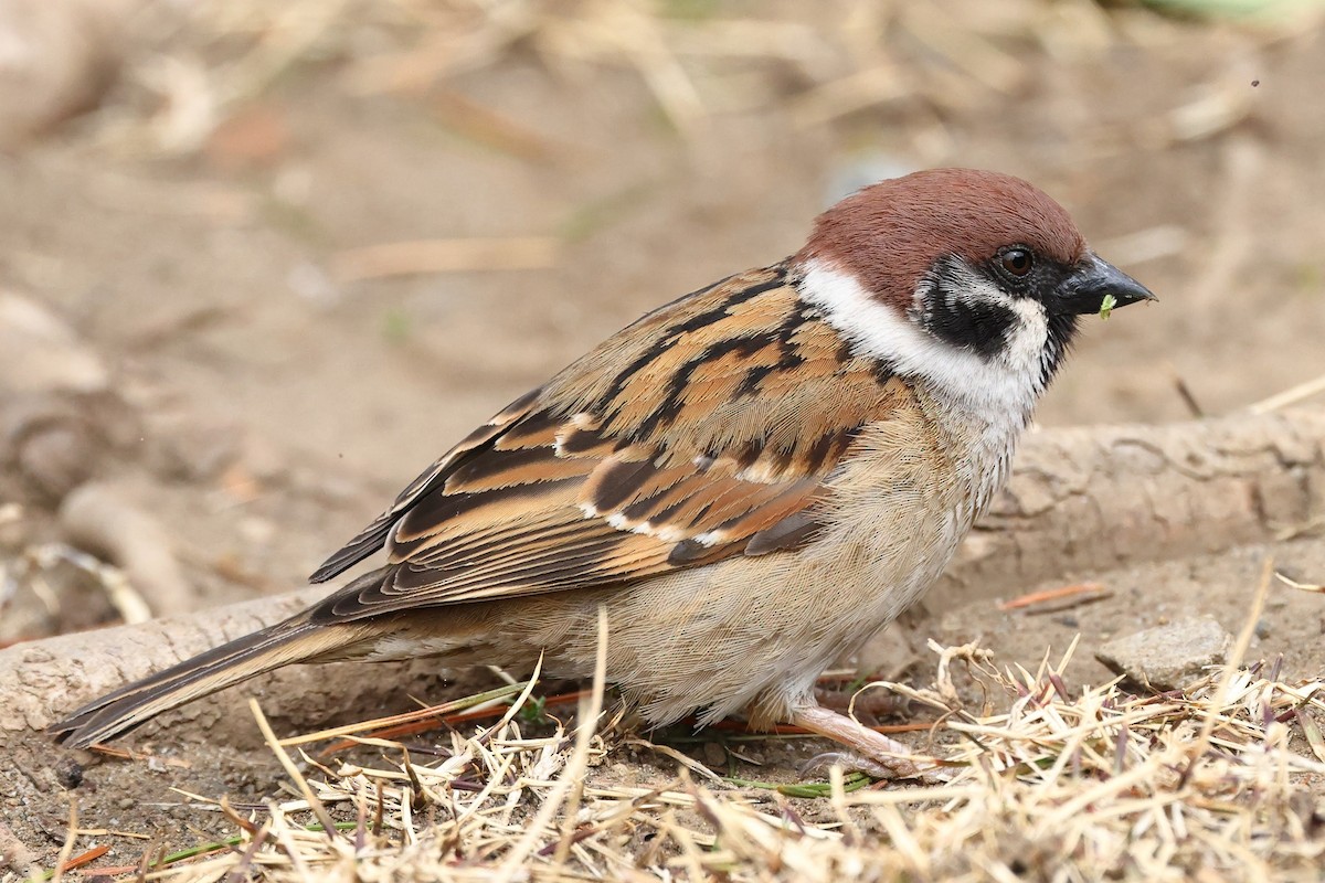 Eurasian Tree Sparrow - ML566117711