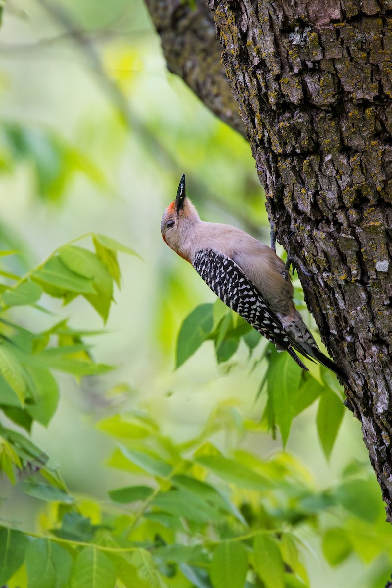 Red-bellied Woodpecker - Jeff Otinger