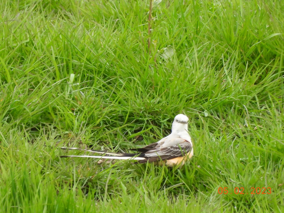 Scissor-tailed Flycatcher - Tracee Starner