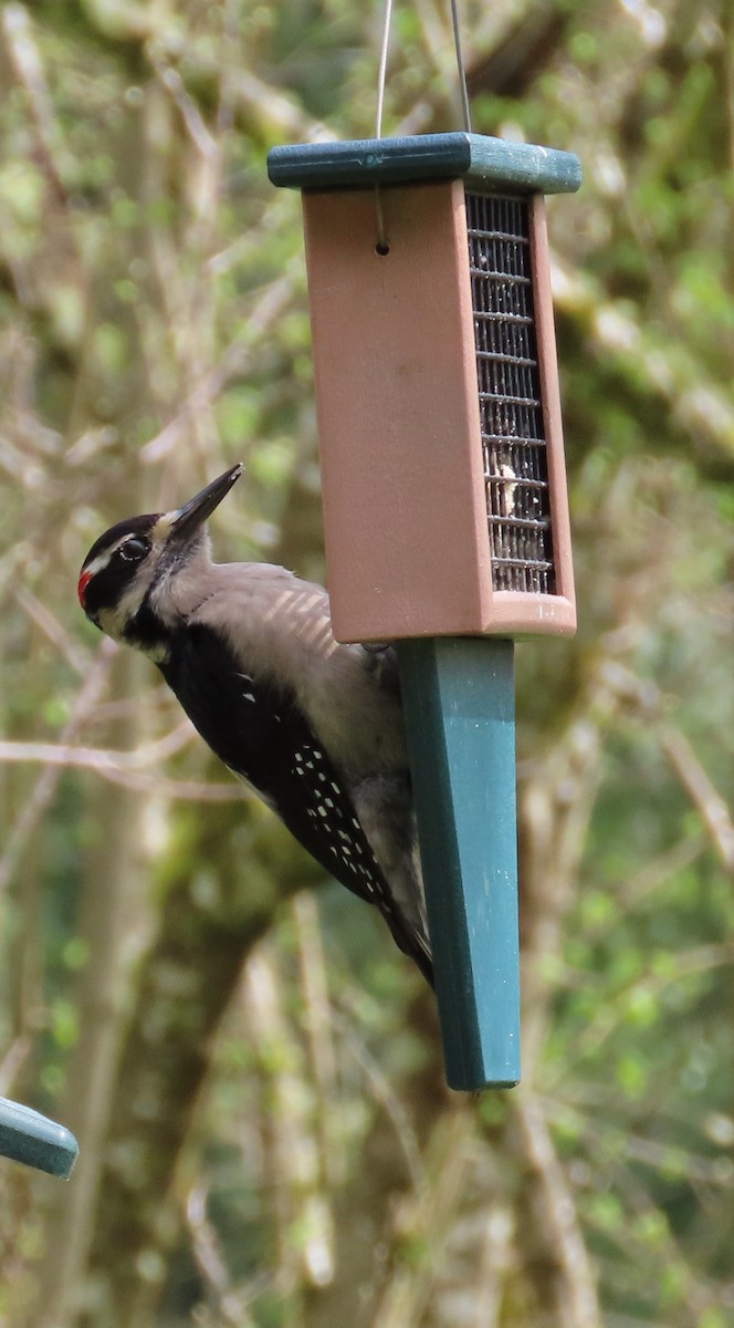 Hairy Woodpecker - ML566119081